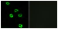 Latrophilin-2 Polyclonal Antibody