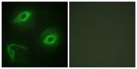 Latherin Polyclonal Antibody