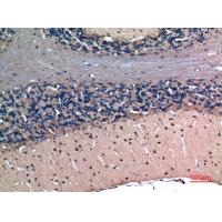 Latexin Polyclonal Antibody