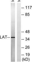 LAT Polyclonal Antibody