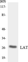LAT Polyclonal Antibody