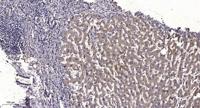 LAT Polyclonal Antibody