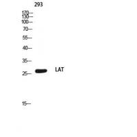 LAT Polyclonal Antibody