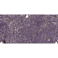 LAT Polyclonal Antibody