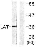 LAT Polyclonal Antibody