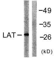 LAT Polyclonal Antibody
