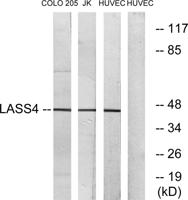 LASS4 Polyclonal Antibody