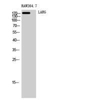 LARG Polyclonal Antibody