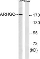 LARG Polyclonal Antibody