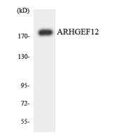 LARG Polyclonal Antibody