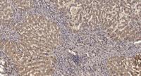 LARG Polyclonal Antibody