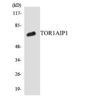 LAP1B Polyclonal Antibody