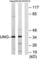 UDG Polyclonal Antibody