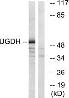 UDP-GlcDH Polyclonal Antibody