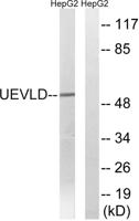 UEV3 Polyclonal Antibody