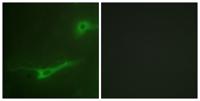 Unc18-1 Polyclonal Antibody