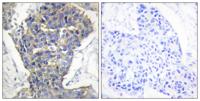 Unc18-1 Polyclonal Antibody