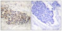 USF-2 Polyclonal Antibody
