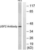USF-2 Polyclonal Antibody