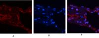 USP11 Polyclonal Antibody