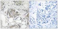 USP13 Polyclonal Antibody