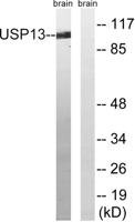USP13 Polyclonal Antibody