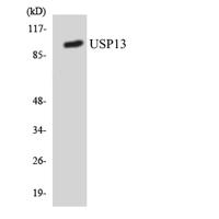 USP13 Polyclonal Antibody