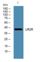 UR2R Polyclonal Antibody