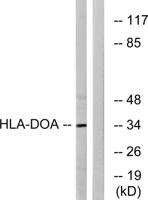 HLA-DOα Polyclonal Antibody
