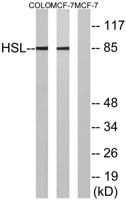 HSL Polyclonal Antibody