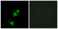 GLP-1R Polyclonal Antibody