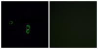 Olfactory receptor 9Q1 Polyclonal Antibody