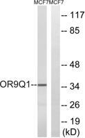 Olfactory receptor 9Q1 Polyclonal Antibody