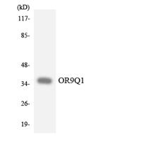 Olfactory receptor 9Q1 Polyclonal Antibody