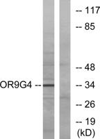 Olfactory receptor 9G4 Polyclonal Antibody