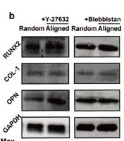 OPN Polyclonal Antibody
