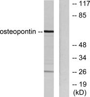 OPN Polyclonal Antibody