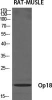 Op18 Polyclonal Antibody