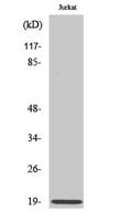 Op18 Polyclonal Antibody