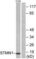 Op18 Polyclonal Antibody