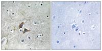 OMG Polyclonal Antibody