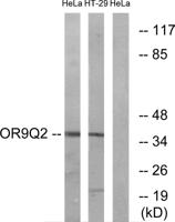 Olfactory receptor 9Q2 Polyclonal Antibody