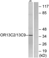 Olfactory receptor O13C2/9 Polyclonal Antibody