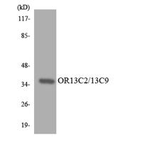 Olfactory receptor O13C2/9 Polyclonal Antibody