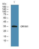 OR1M1 Polyclonal Antibody