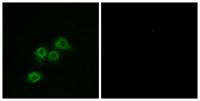 GPR1 Polyclonal Antibody