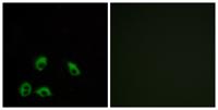 GPR103 Polyclonal Antibody