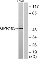 GPR103 Polyclonal Antibody