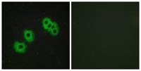 GPR105 Polyclonal Antibody