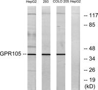 GPR105 Polyclonal Antibody